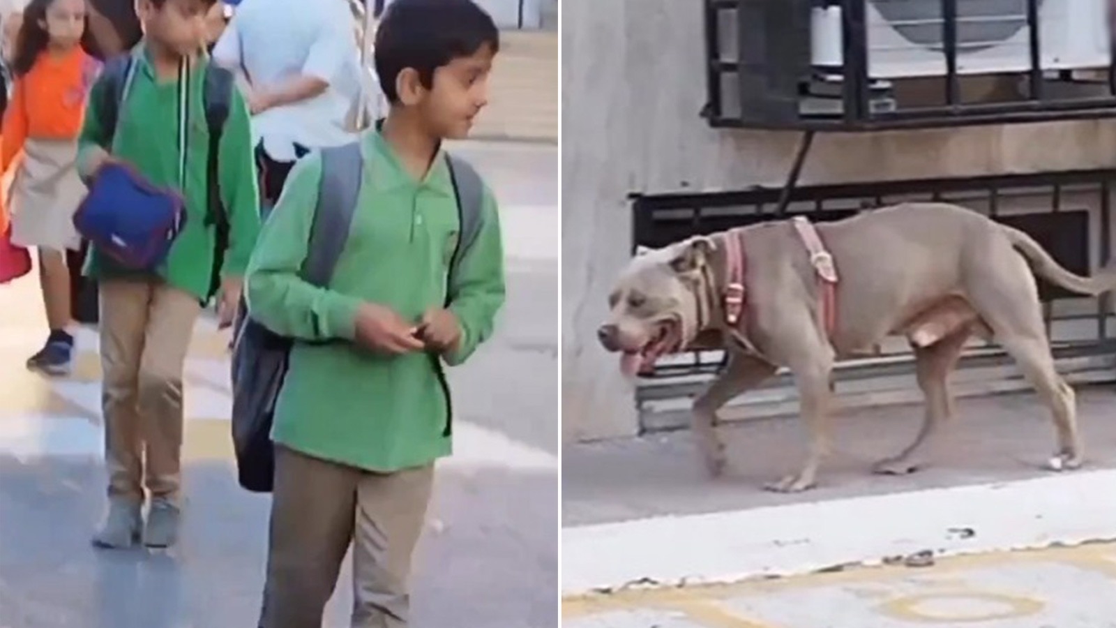Okula giren başıboş Pitbull paniğe neden oldu, o anlar kamerada