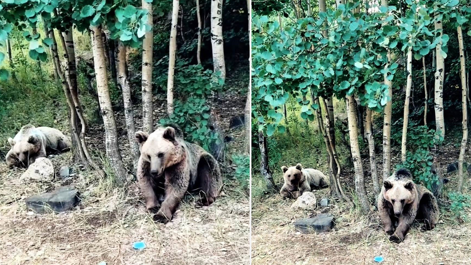 Kayda aldı, zararsız olduklarını anlattı… Saniyeler sonra ayının saldırısına uğradı!