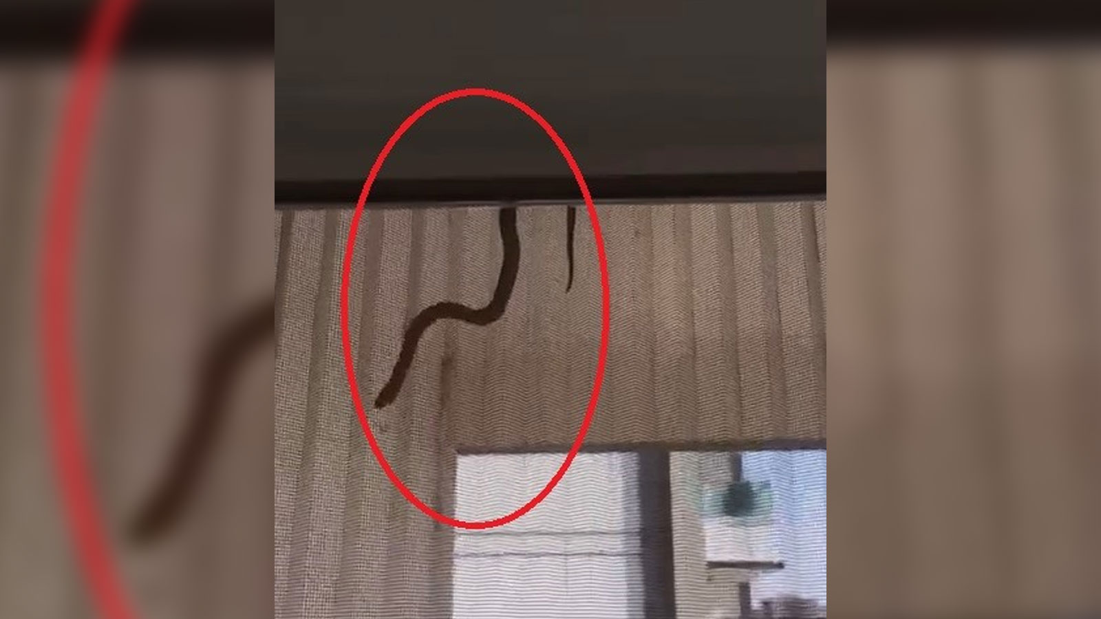 Evin içerisinde korku dolu anlar! Yılan perdeden süzülerek inmeye çalıştı