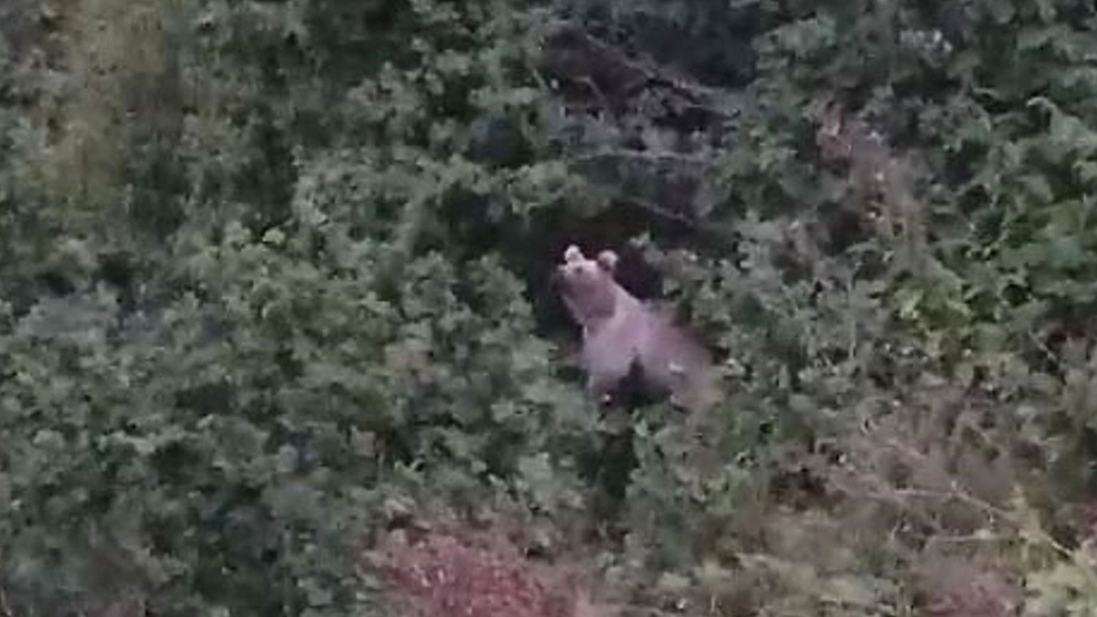 Ayıların fındık keyfi kameralara yansıdı