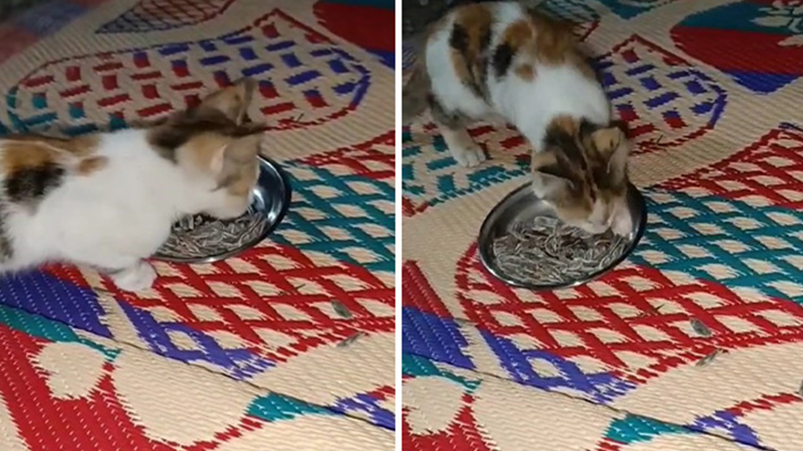 Çekirdek yiyen kedi görenleri hayrete düşürdü