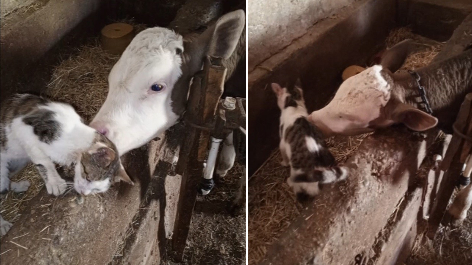 Bağlı arkadaşını ziyaret etti: Buzağı ile kedinin dostluğu gülümsetti
