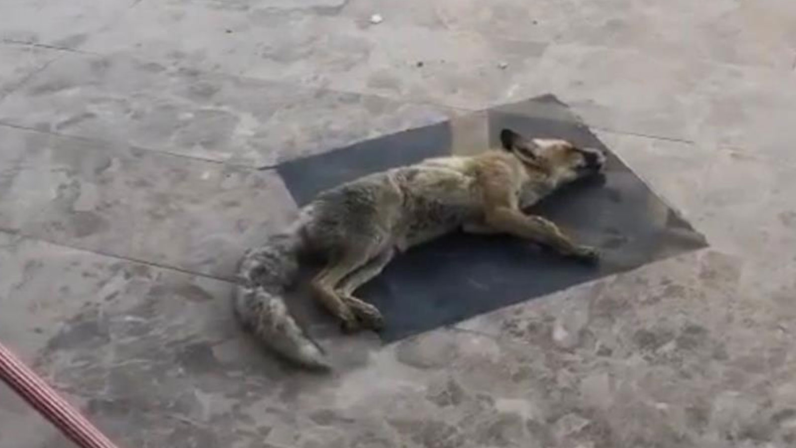 Davetsiz misafir kamerada! Dükkan sahibini görünce ölü taklidi yaptı