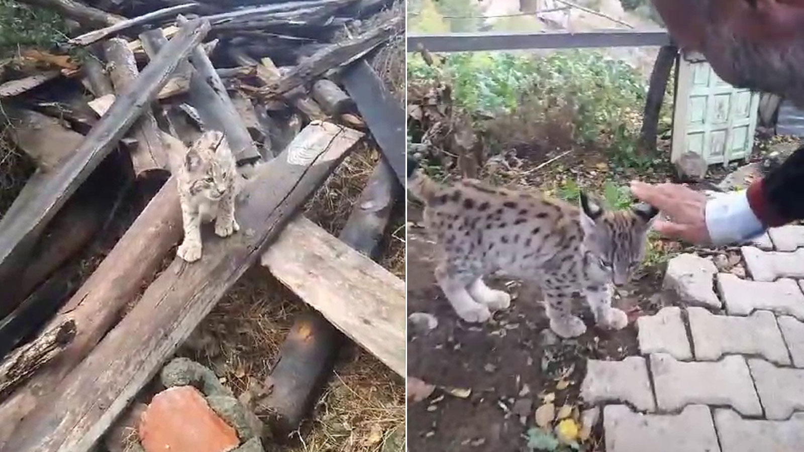 Köylü onu, o da köylüyü sevdi: Kedi değil Aslan gibi
