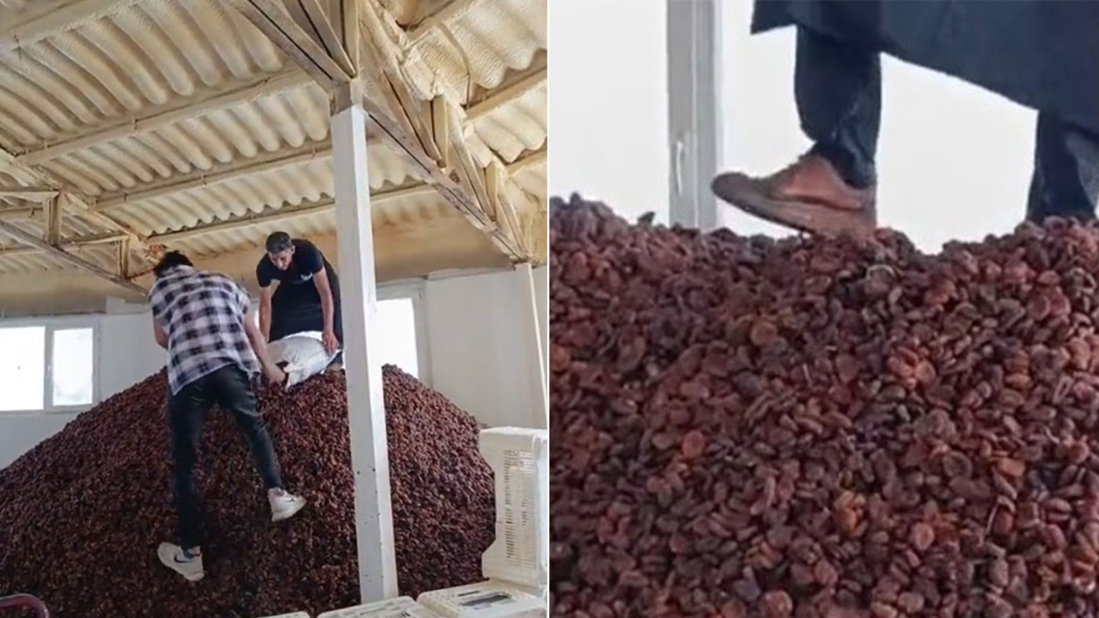 Kayısı imalatında skandal görüntüler! Yapılan paylaşım mide bulandırdı