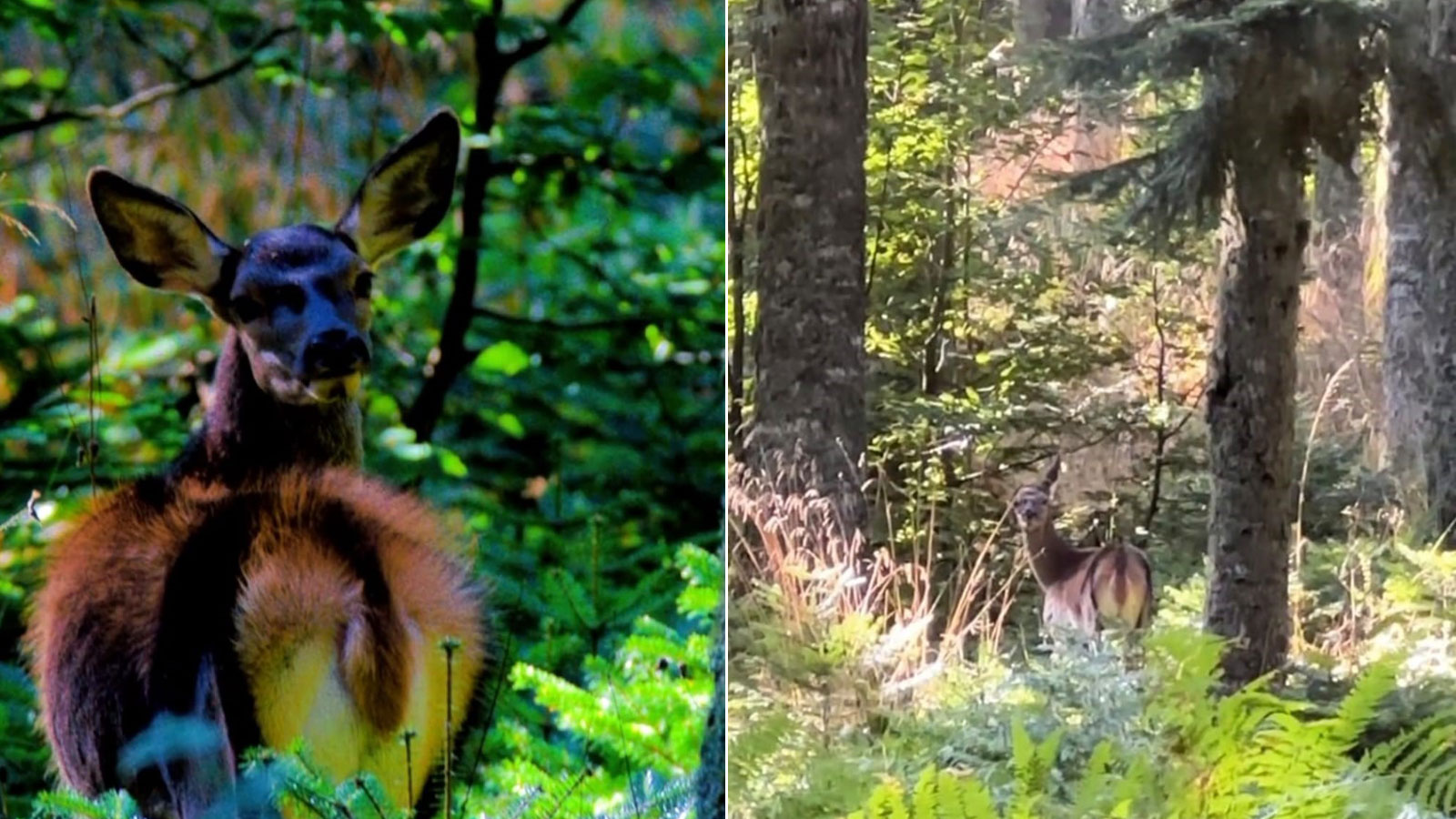 Kızıl geyik, doğa fotoğrafçısının kadrajında