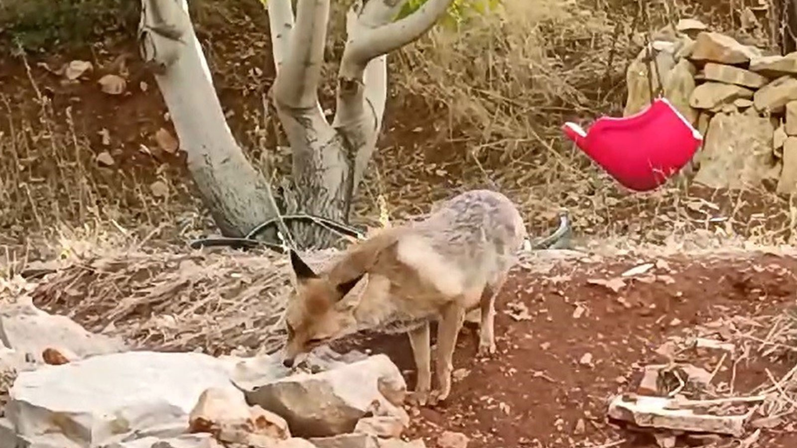 Yıllardır besledikleri tilkiye çocukları gibi bakıyorlar