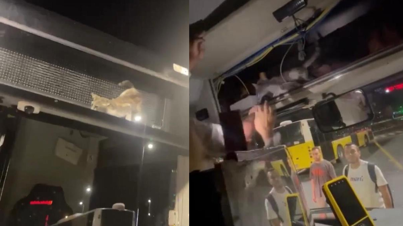 İETT otobüsünde hareketli dakikalar! Gösterge panelinde mahsur kalan kedi için seferber oldular 