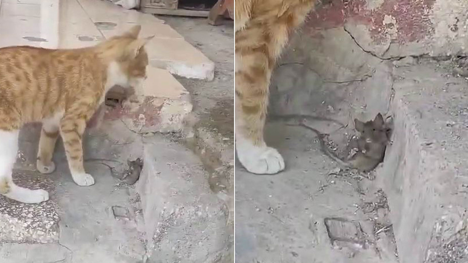 Sevimli fare kediden ölü taklidi yaparak kurtuldu, O anlar izleyenleri güldürdü