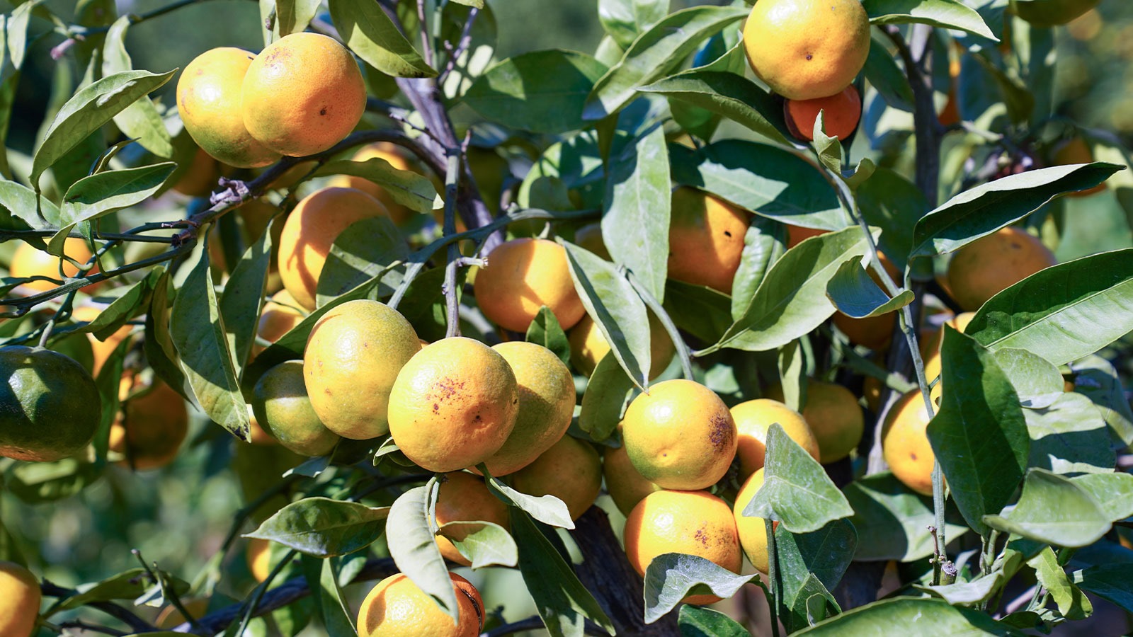 Yeni gözde Satsuma mandalinası! Üreticiyi hasat heyecanı sardı