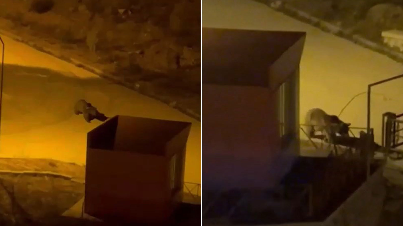 Tilkiler sokaklarında gezdi, ayı üniversiteye girdi: Gümüşhane’de ilginç anlar kamerada