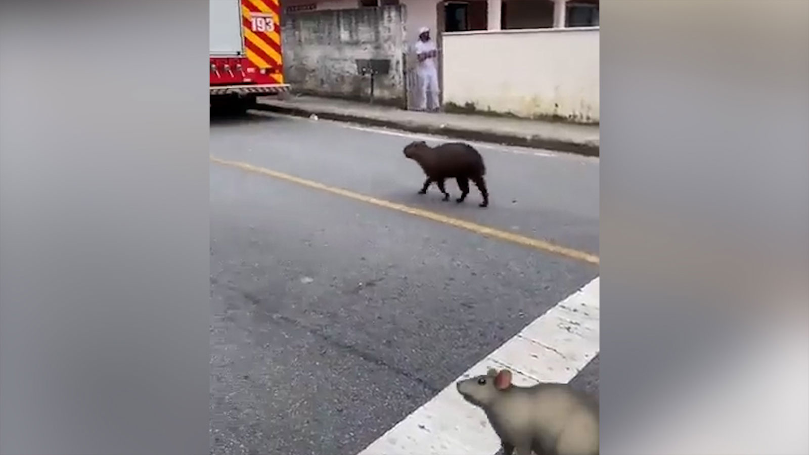 Kanalizasyondan çıkan kemirgen şaşkına çevirdi! Dünyanın en büyüğü...