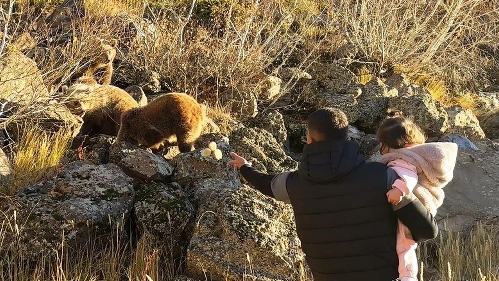 Bitlis'te tehlikeli yakınlaşma: Vahşi ayıları besleyip fotoğraf çektiridirler