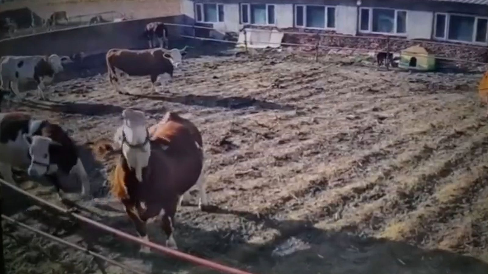 Elektrik telini yalayan inek bir anda akıma kapıldı! Acılar içerisinde kıvrandı