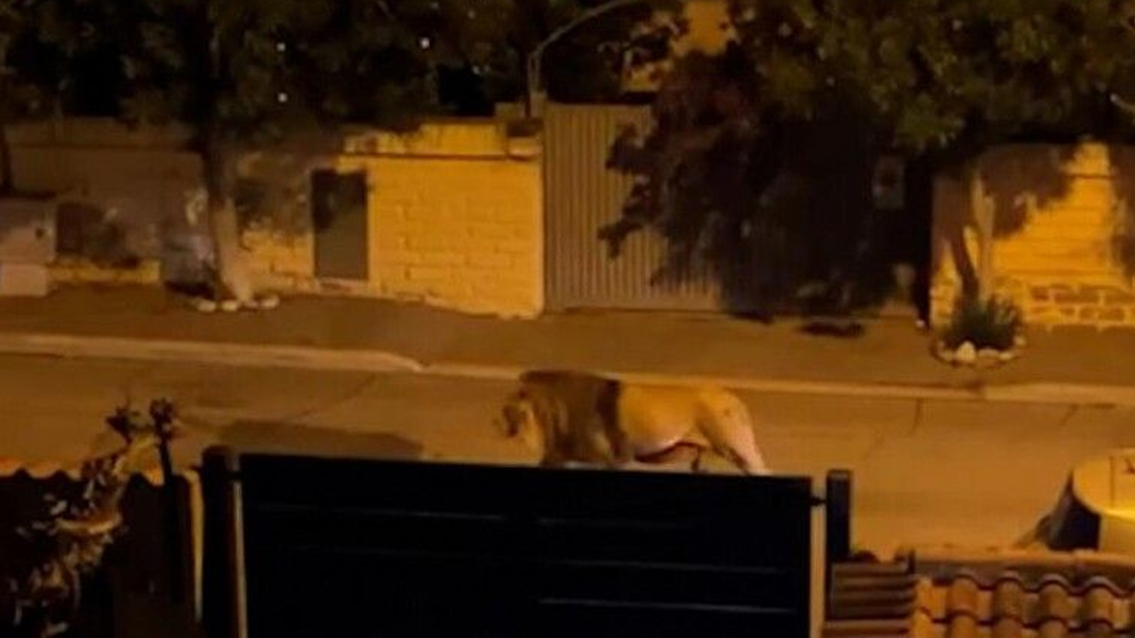 Aslan sirkten kaçtı! Ormanlar kralı büyük korku ve panik yaşattı