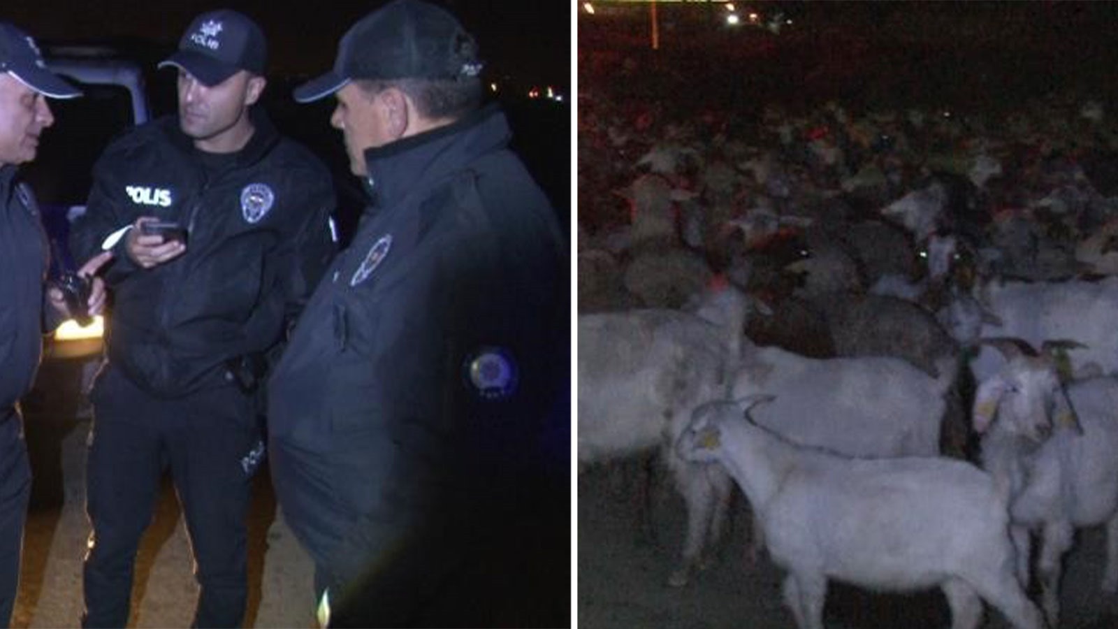 Başıboş koyun sürüsü, polisleri harekete geçirdi! Çobanlık yaptılar