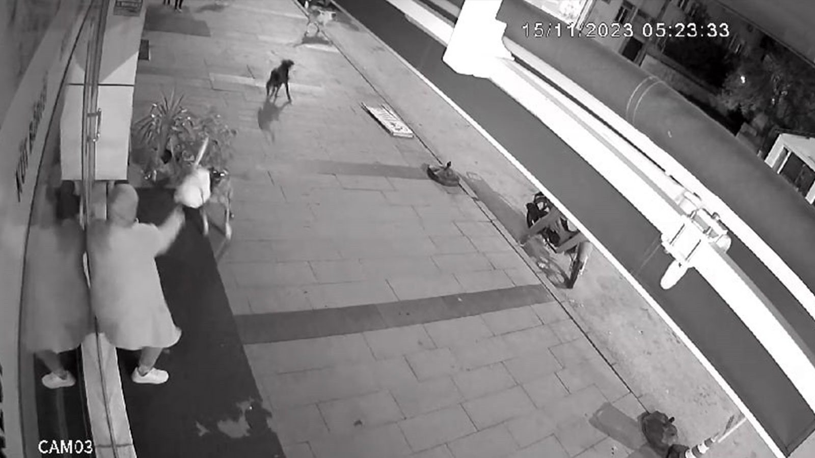 Sokak köpeklerinin saldırısına uğrayan kadın dehşeti yaşadı