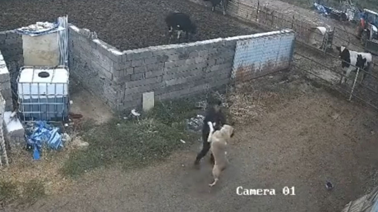 Saldıran kangal köpeğini durdurmak için tek hamlesi yetti: O anlar kamerada