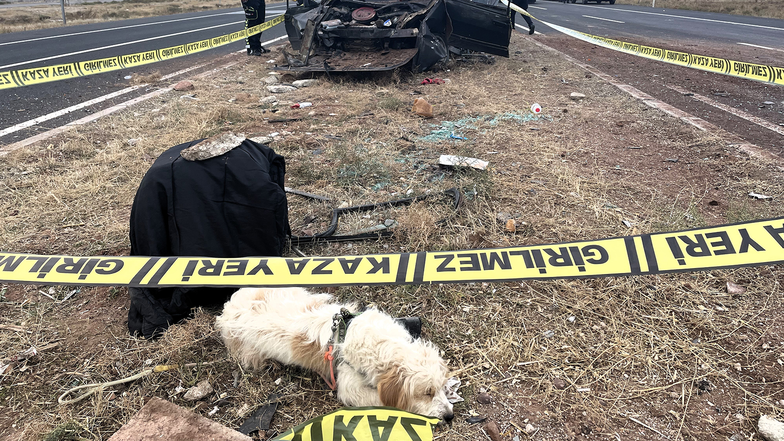 Köpeğin kazada ölen sahibine vefası görenleri duygulandırdı