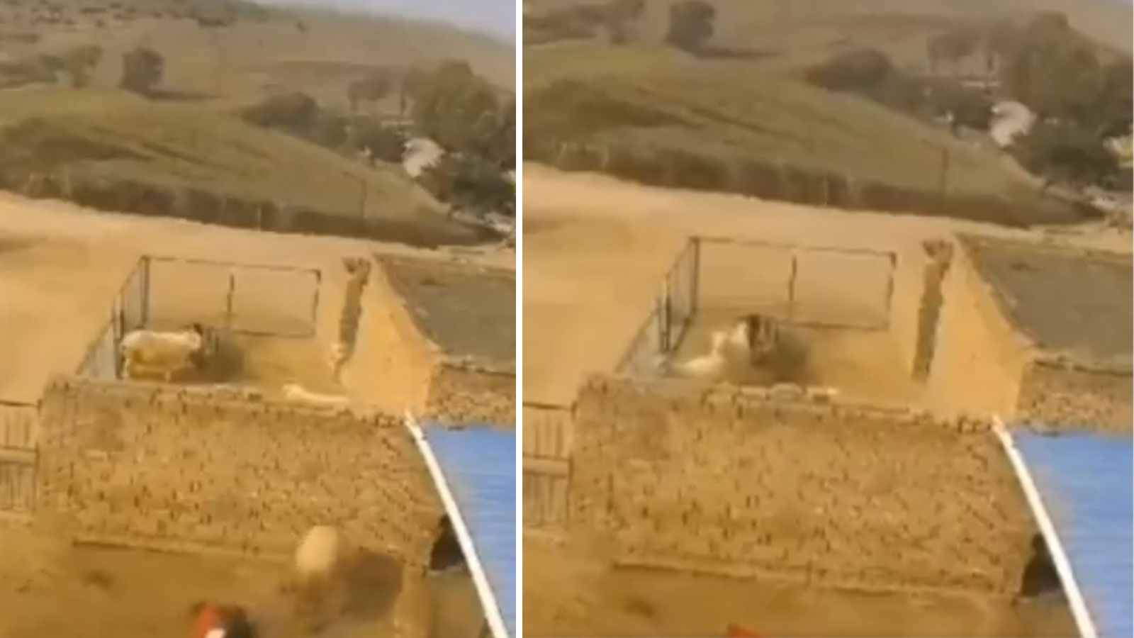 Ahırda kan donduran anlar! Beslediği koçun darbeleriyle can verdi