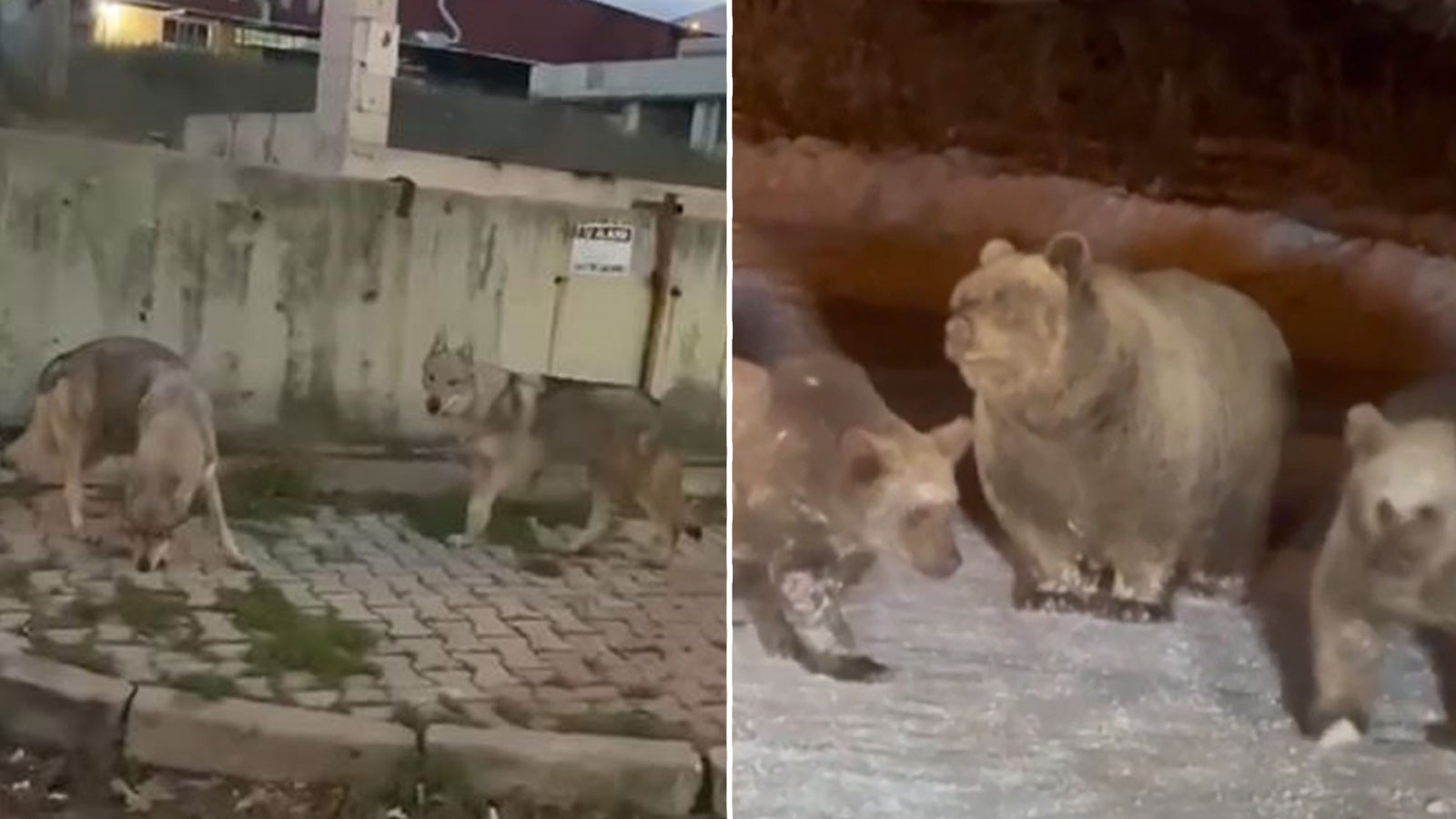 Başakşehir'de kurtlar, Uludağ'da ayılar... Yaban hayvanları şehre indi!