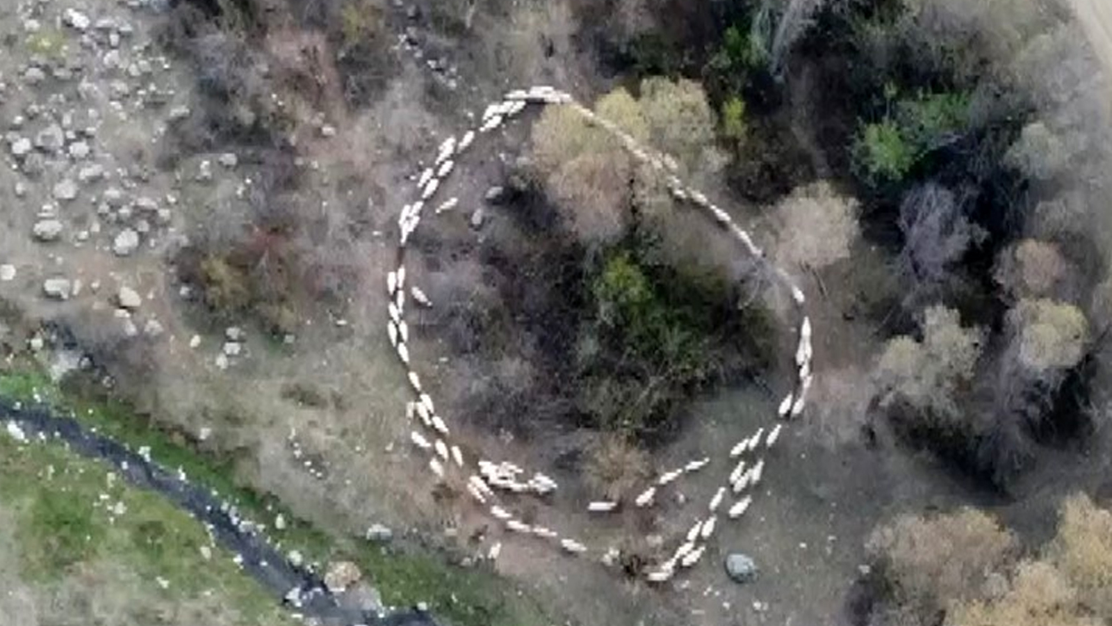 Koyunların ölüm çemberi! Çin’den sonra bu kez de Türkiye’de görüldü