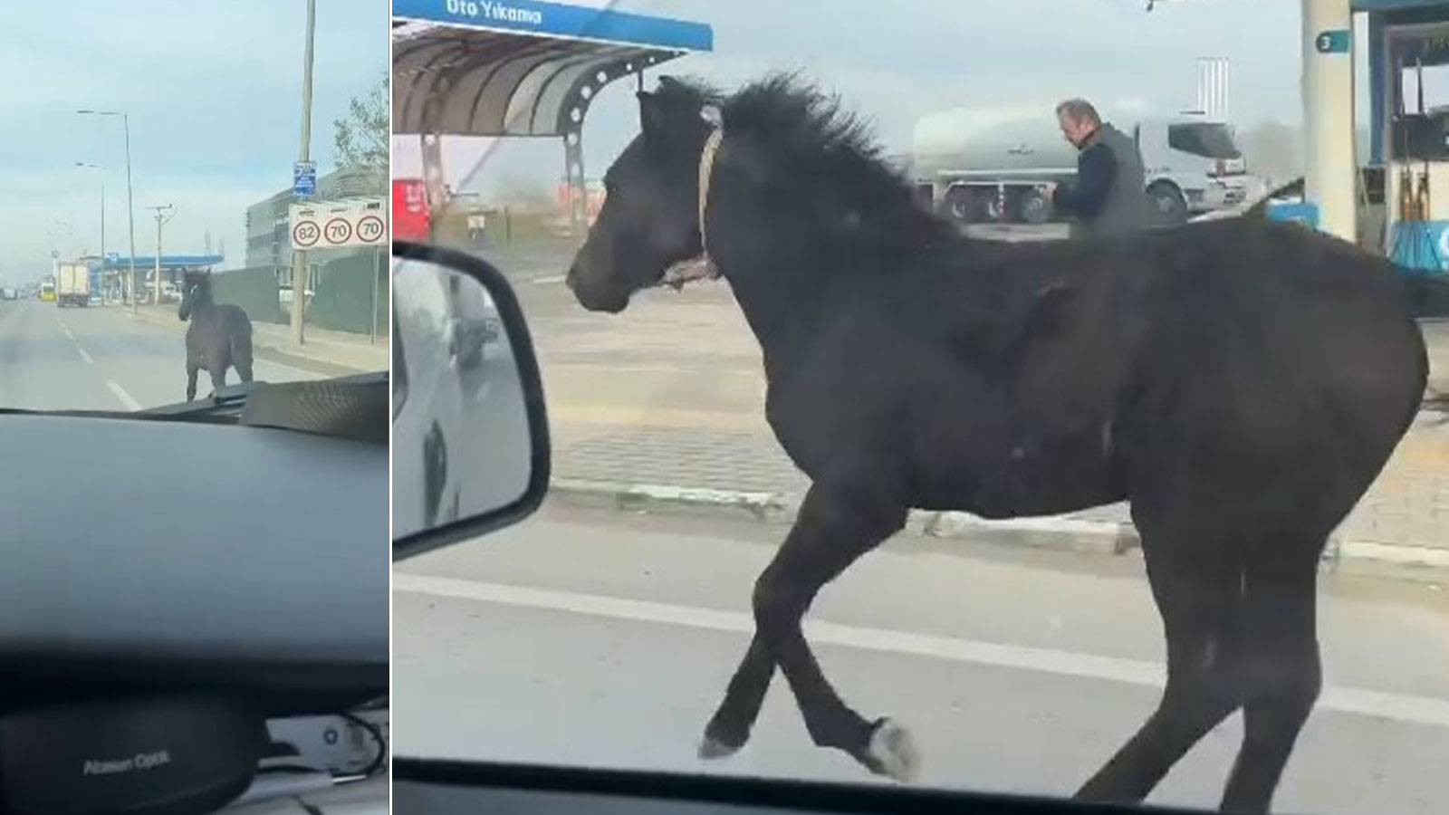 Başıboş tay trafikte şaşkına çevirdi