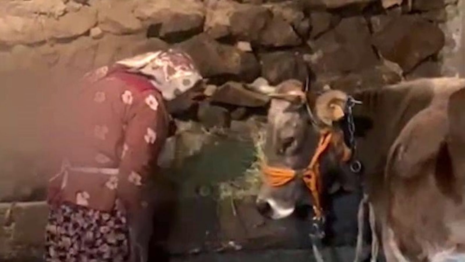Umreye gitmek için ineğini satan Nazmiye Nine’ye müjdeli haber geldi