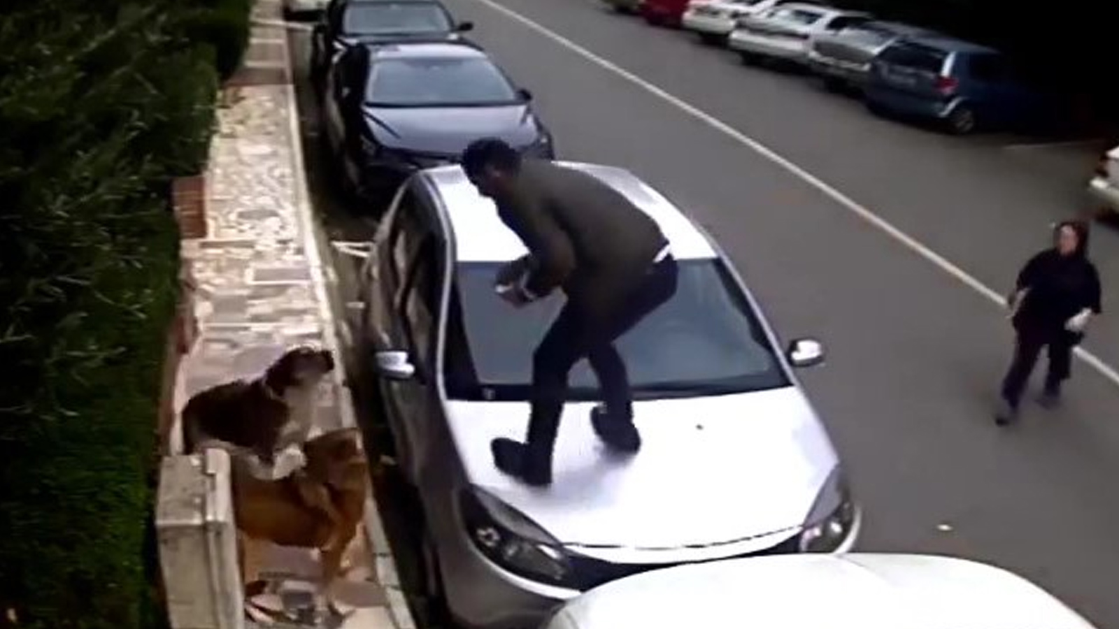 Köpek saldırısından araçların üzerine çıkarak kurtuldular