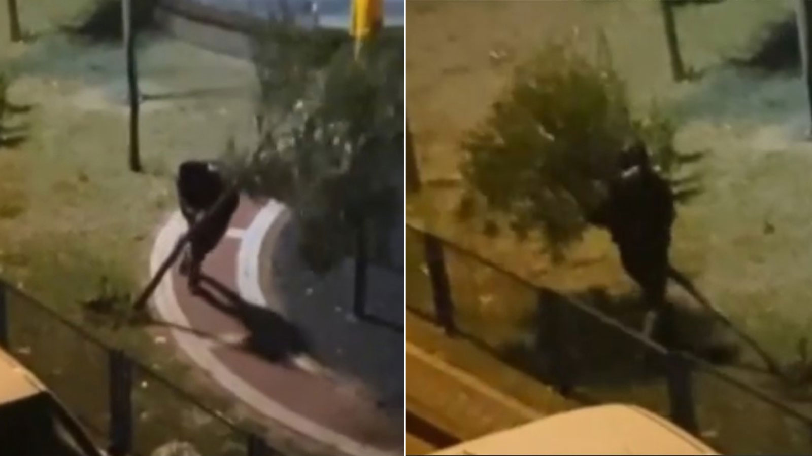 Sultangazi’de bir kişi parkta ağacı yerinden söktü: O anlar kamerada