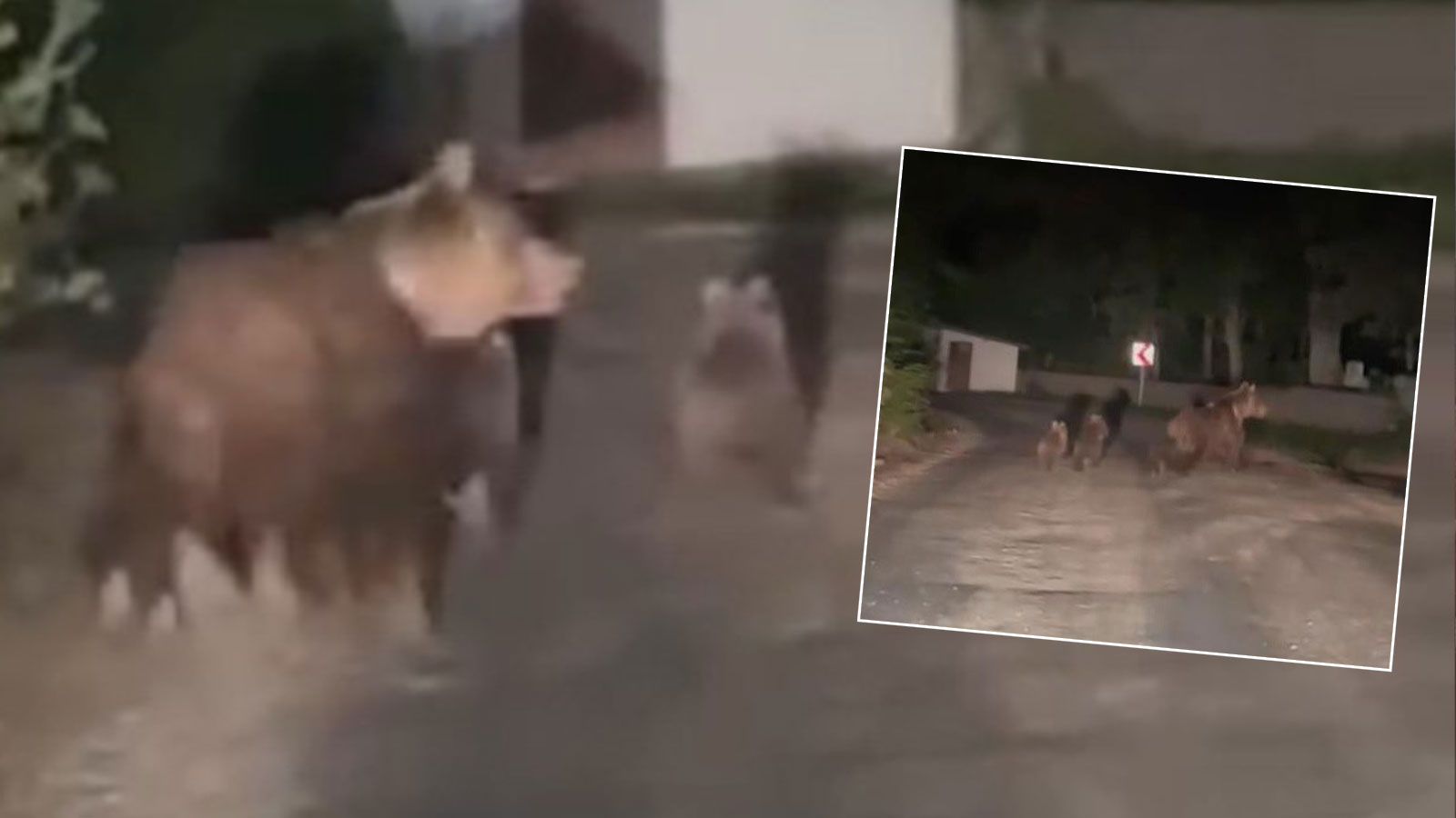 Bolu’da kış uykusunu erteleyen ayılar görüntülendi