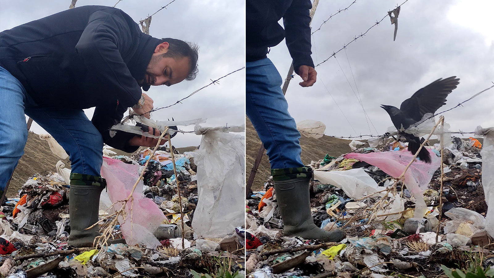 Mahsur kalan karga, hayvan sever tarafından kurtarıldı