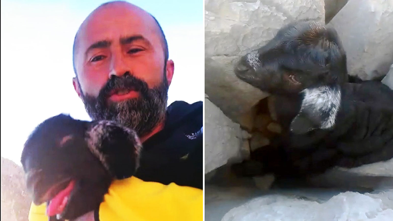 Datça’da kayalıklara sıkışan keçi yavrusu kurtarıldı