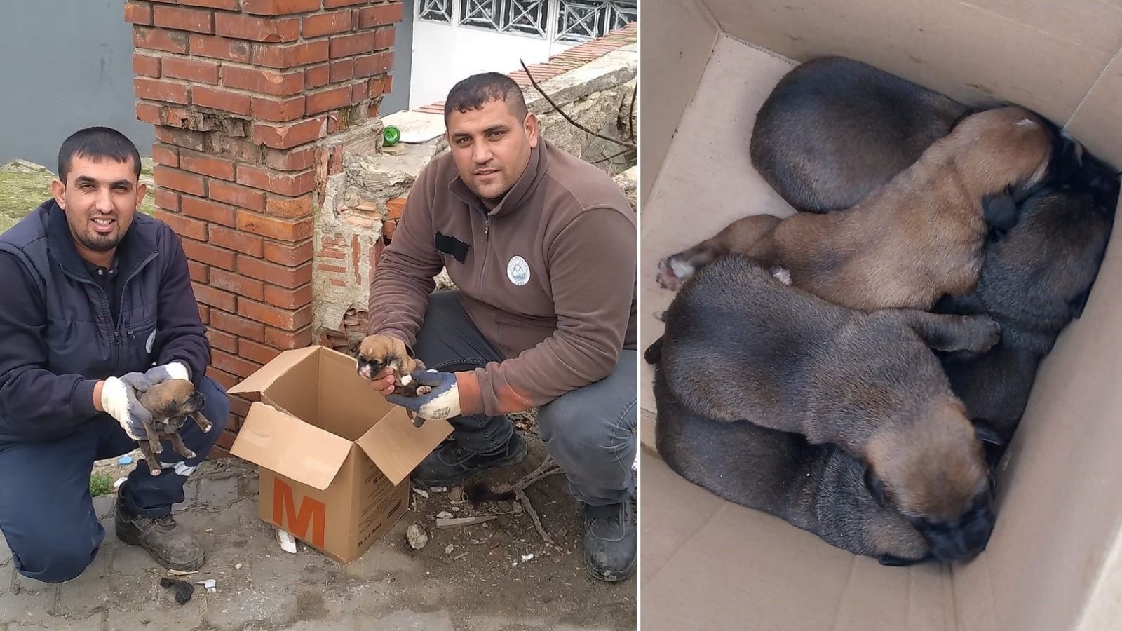 Köpekleri ölüme terk ettiler, Belediye çalışanlar son anda fark etti!