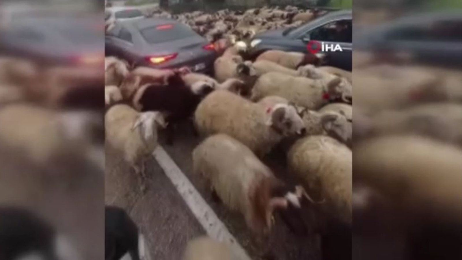 Bursa'da koyun trafiği, görenler şaşkınlığını gizleyemedi