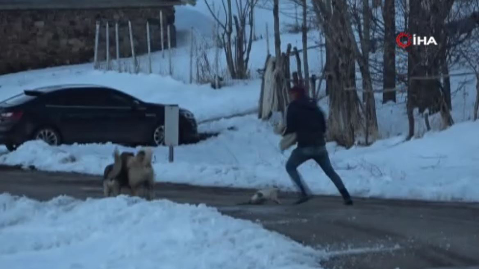 Köpeklerin saldırısına uğrayan kediyi çoban kurtardı