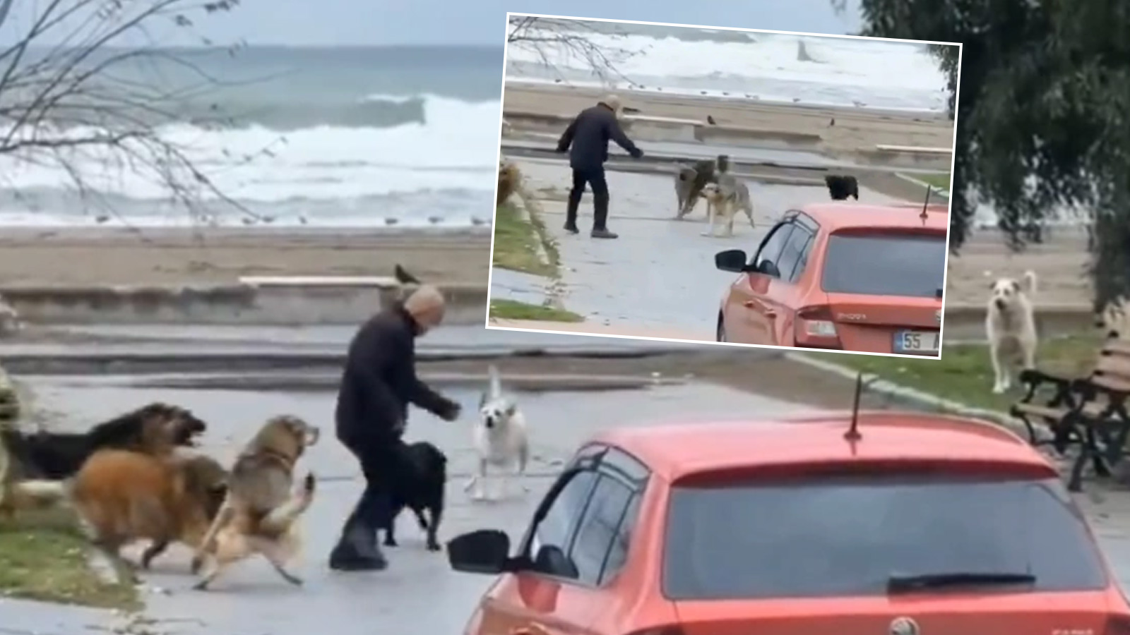 Samsun'da sokak köpekleri adama saldırdı, korku dolu anlar anbean kaydedildi