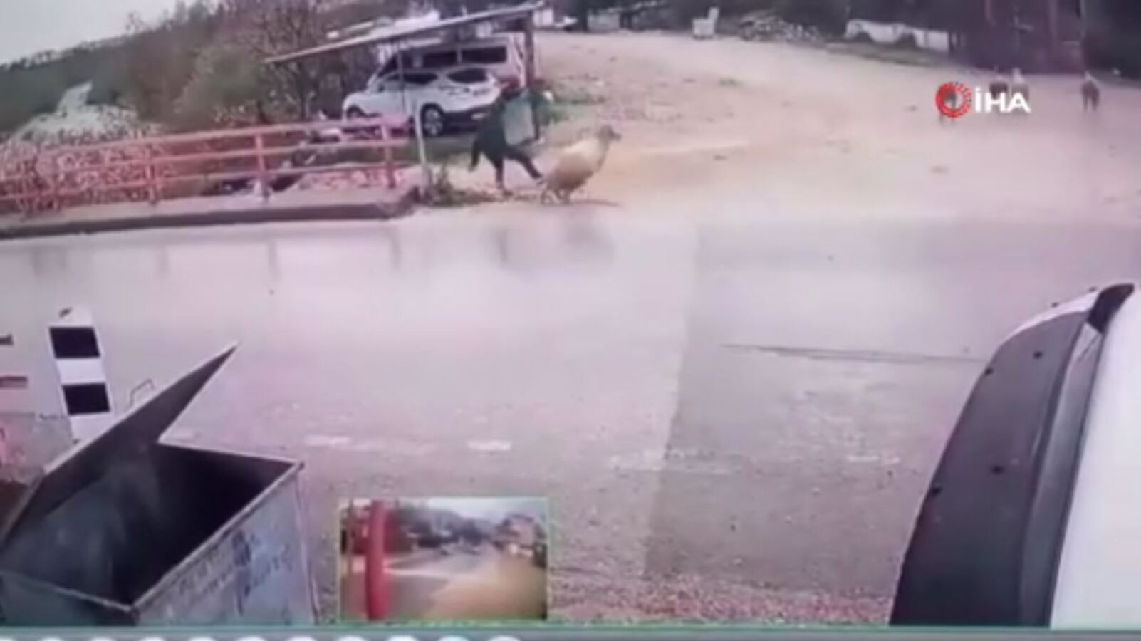 Karşıdan karşıya geçmek istedi, koçun darbesiyle yere serildi