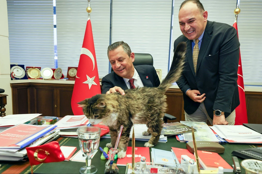 Özgür Özel paylaştı: CHP'nin meşhur kedisi Şero'nun sağlık durumu nasıl? - 1. Resim