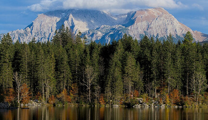 Enerji krizi hırsız da yaptı! Almanya'da ormandan odun çalmalar arttı - dunya