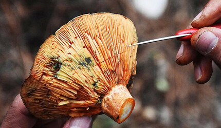 Zehirlenmelerine karşı uyarı: Doğa mantarlarına karşı risk alınmamalı - gundem