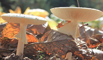 Bilinçsiz tüketim öldürüyor! Mantar kabusu Türkiye'yi sardı, can kayıpları peş peşe - gundem