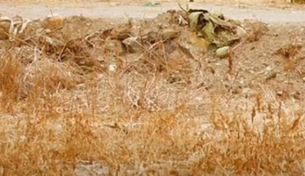 Beyninizi zorlayan test: Fotoğraftaki kedi nerede? Bulmak için 10 saniyeniz var… - yasam