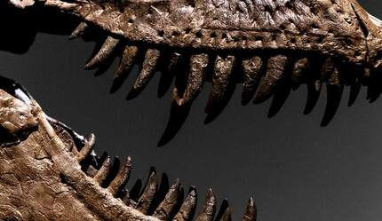 Tam 77 milyon yıllık! 90 kiloluk dinozor kafatası satışa çıkıyor! Fiyatı dudak uçuklattı  - dunya