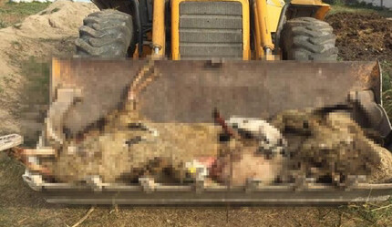 Başıboş köpek dehşetine bir yenisi daha eklendi! Çiftlikteki 8 koyun telef oldu - gundem
