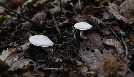 Mantarda tehlike devam ediyor! Uzmanı uyardı: İkizi kadar benziyor ama biri öldürüyor - gundem