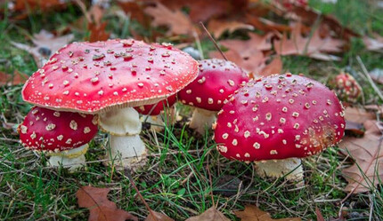 Bilinçsiz toplanan mantarları yemek öldürüyor - magazin