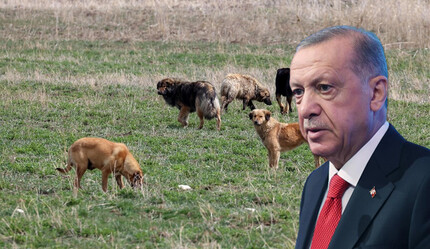 Cumhurbaşkanı Erdoğan’dan başıboş köpeklere ilişkin açıklama: Sokak hayvanları toplanmalı! - politika