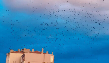 Kargalar gökyüzünü işgal etti, görenler şaşkına döndü - gundem