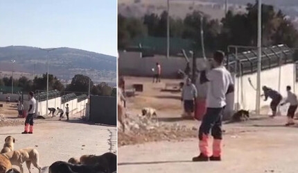 Konya'da hayvan bakımevindeki skandal görüntüye soruşturma: 2 gözaltı var! - magazin